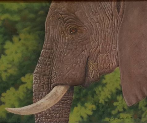 Elefant profil